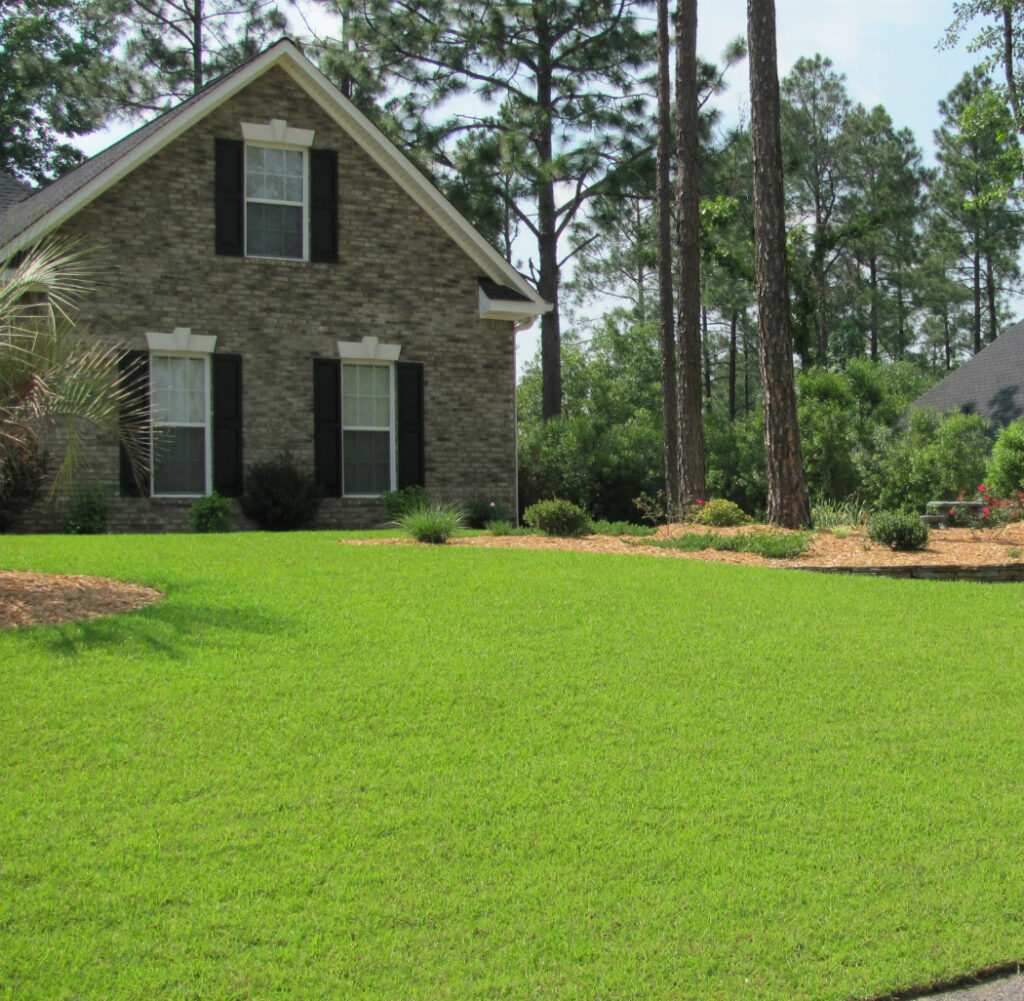 Centipede Grass