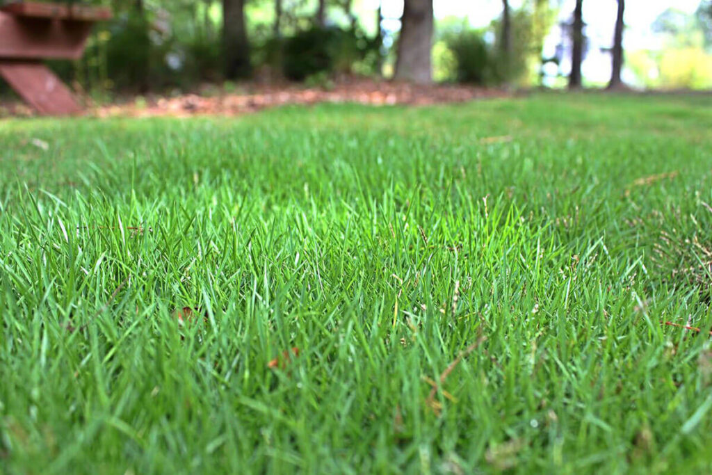 Zoysia Grass