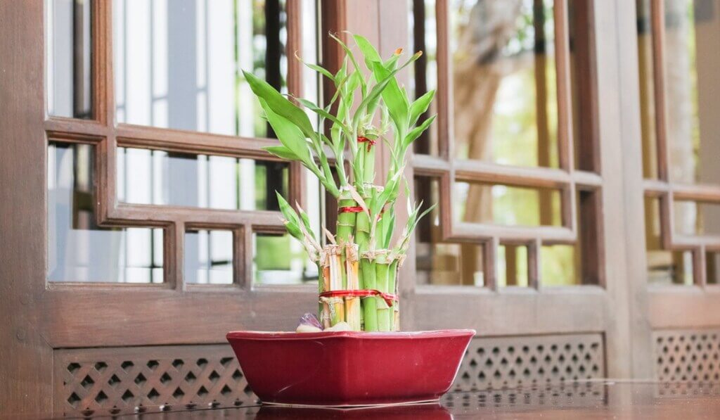 Modern Bamboo Plant Decor