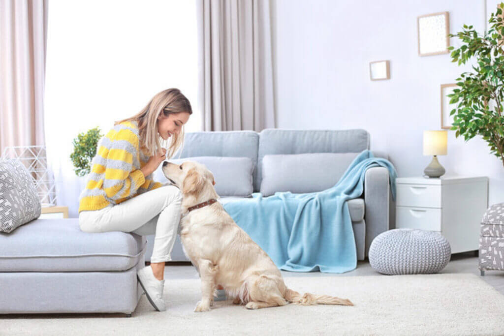 A woman sitting on a couch petting a dog
