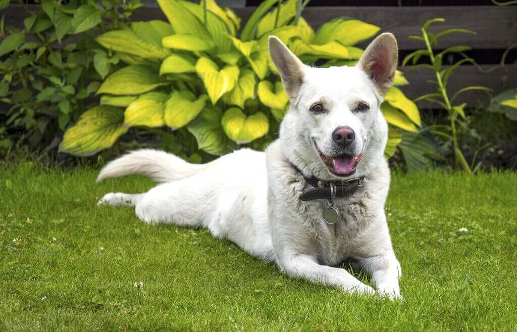 white pet dog 