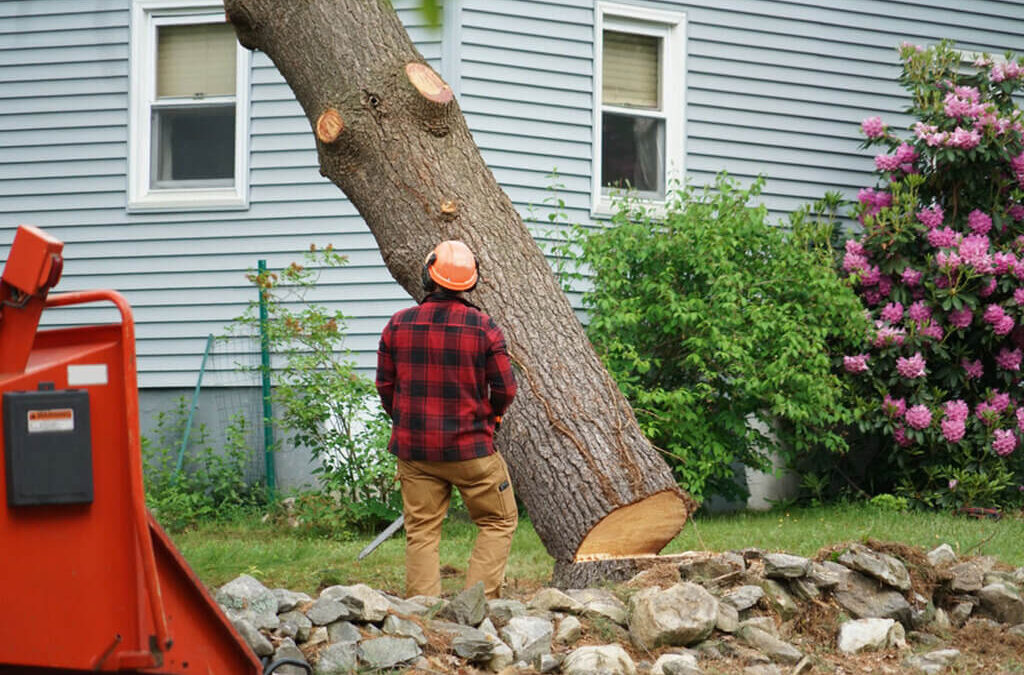 Why Professional Tree Pruning Is A Necessity?
