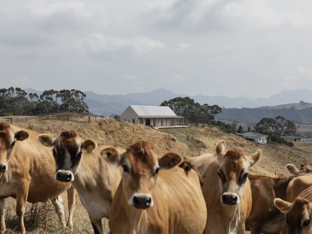 cows and Karangahake House 