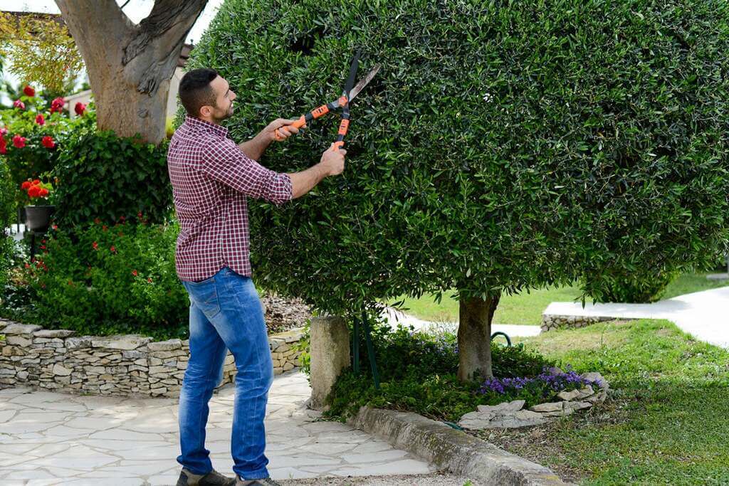 Purpose of Tree Trimming in Louisiana