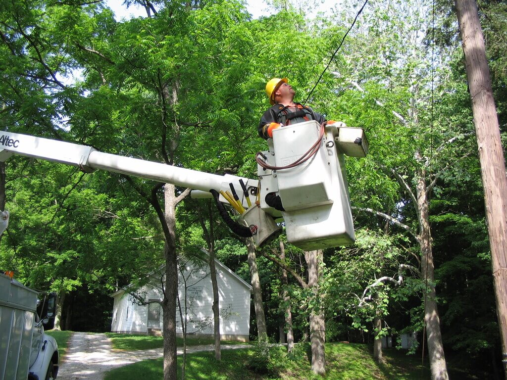 the Cut Technique Used in Tree Trimming