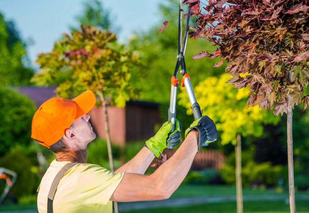 Most Trusted Tree Trimming Service in Louisiana