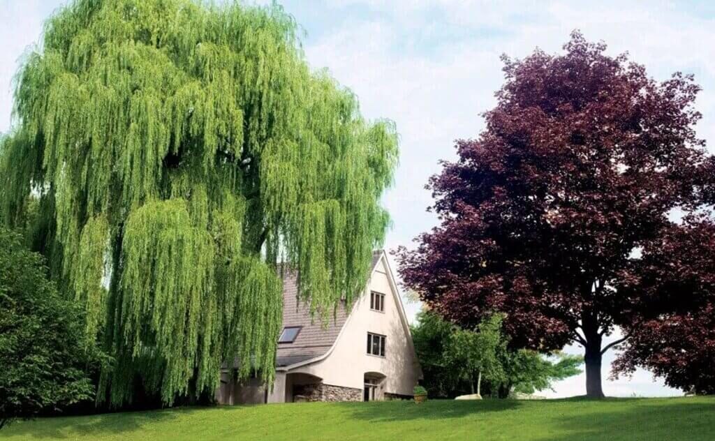 modern barn style house covered with green and red tree