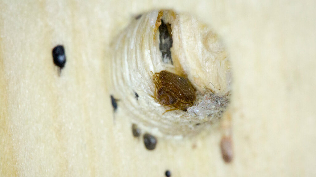 Bed Bug Eggs