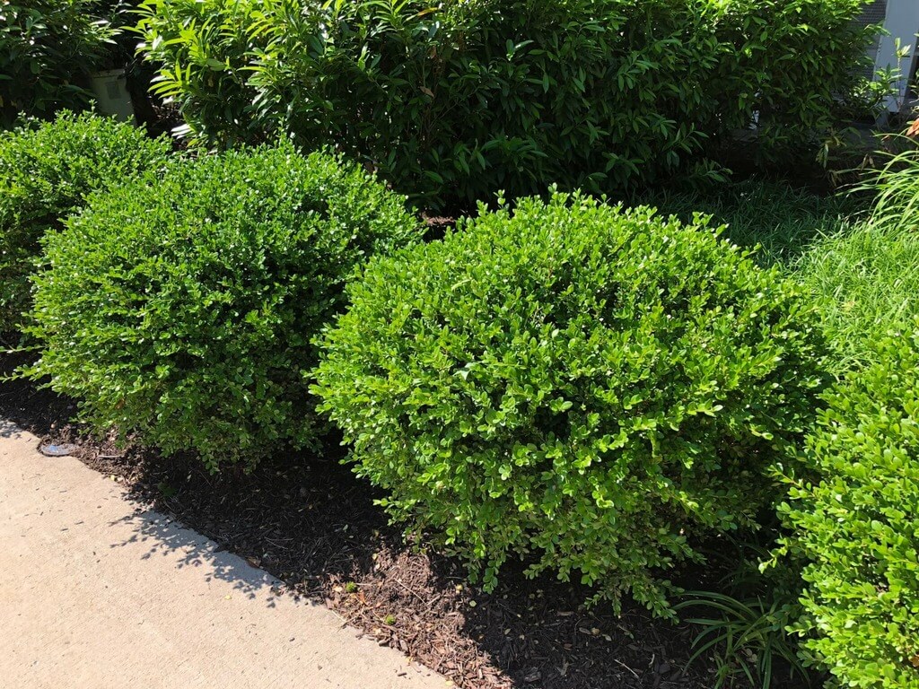 shrubs for front of house