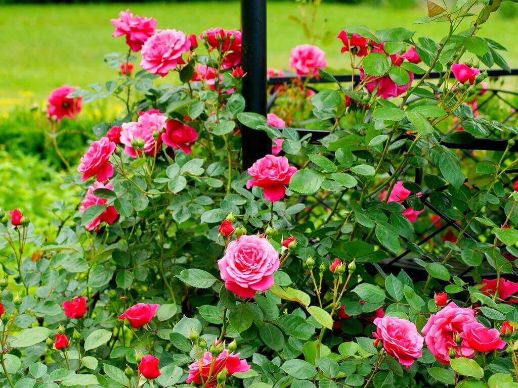 Roses bushes for front of house