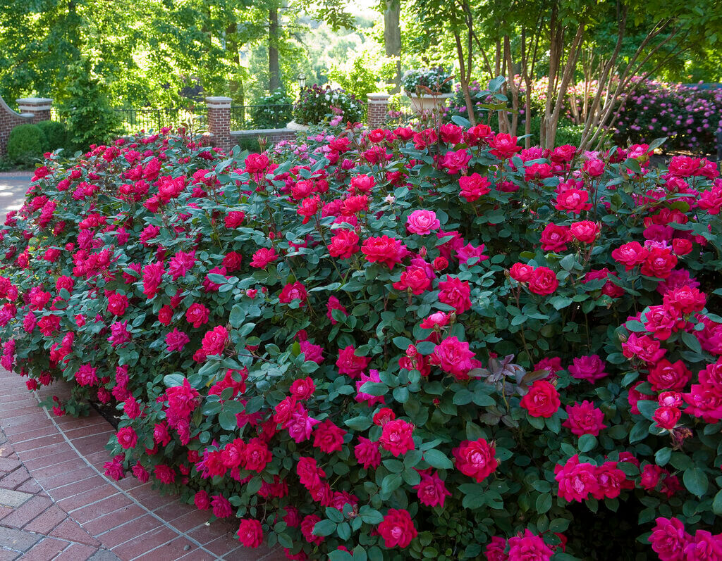 bushes for front of house