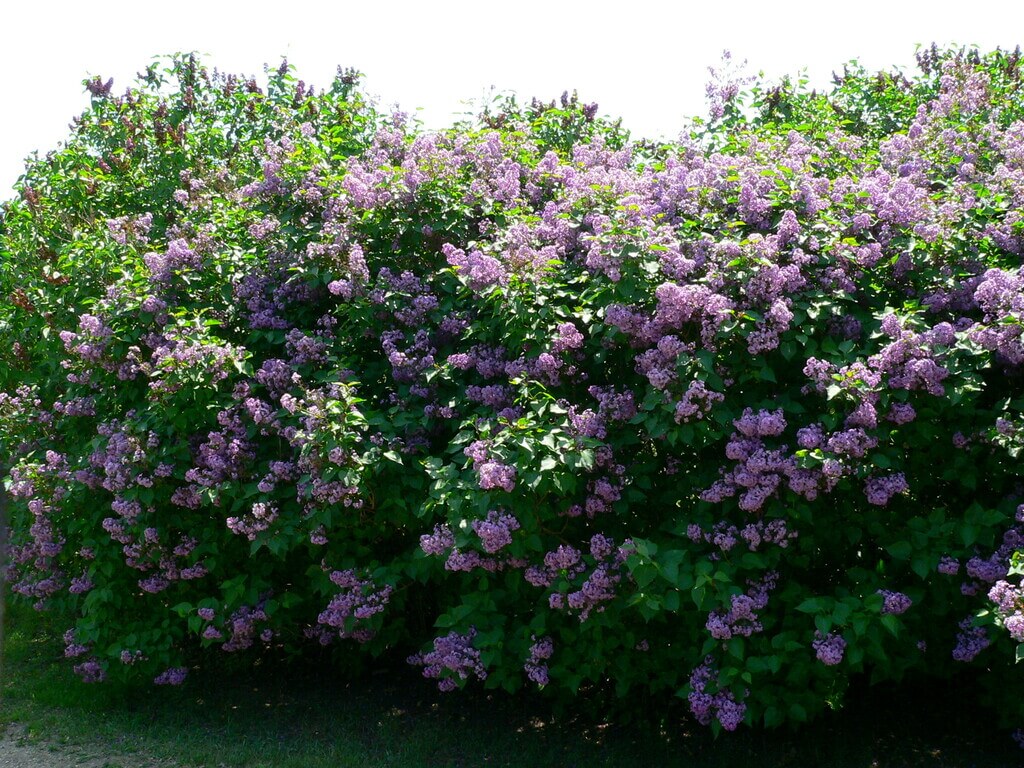 Lilac bushes for front of house