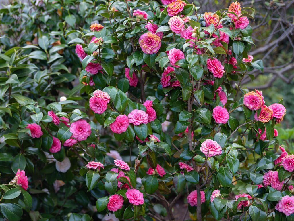 Camellia bushes for front of house