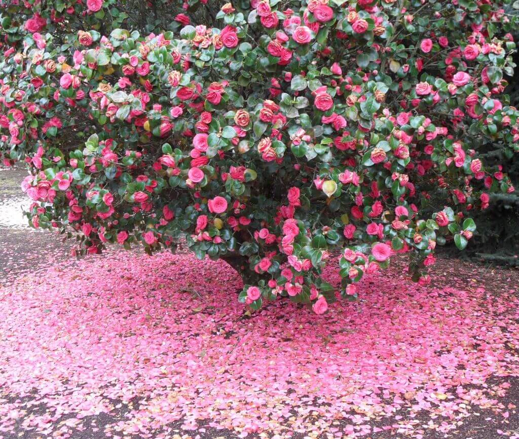 bushes for front of house