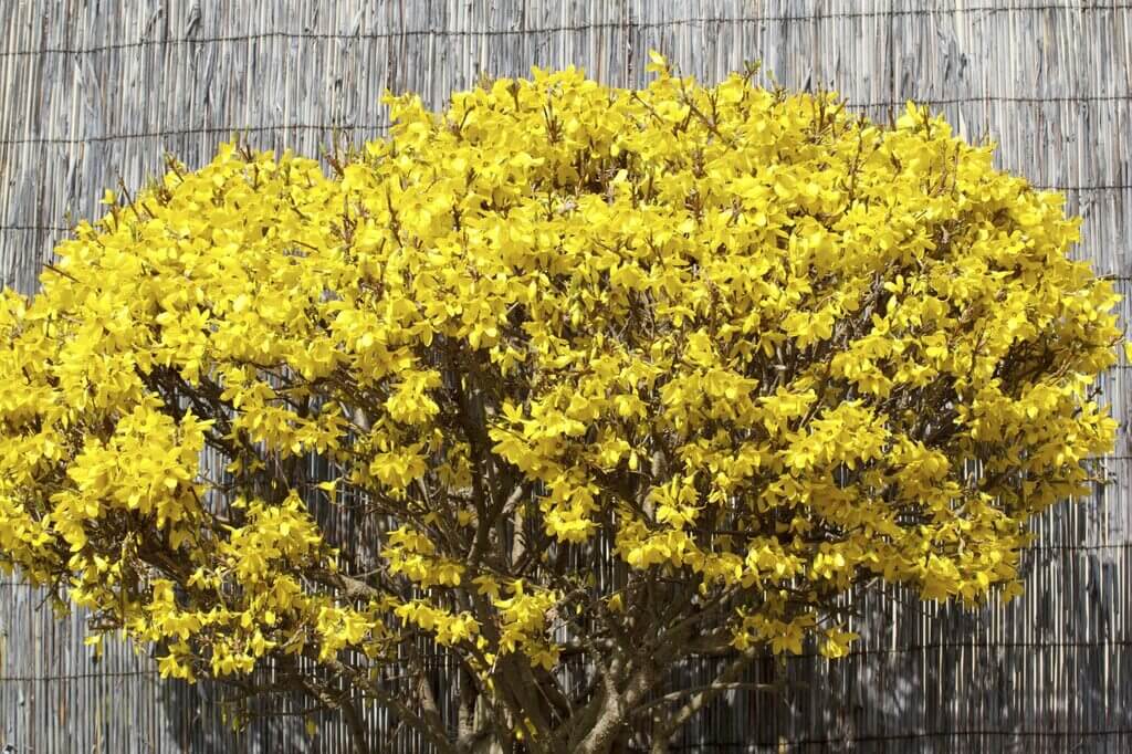 Emerald N Gold Wintercreeper bushes for front of house