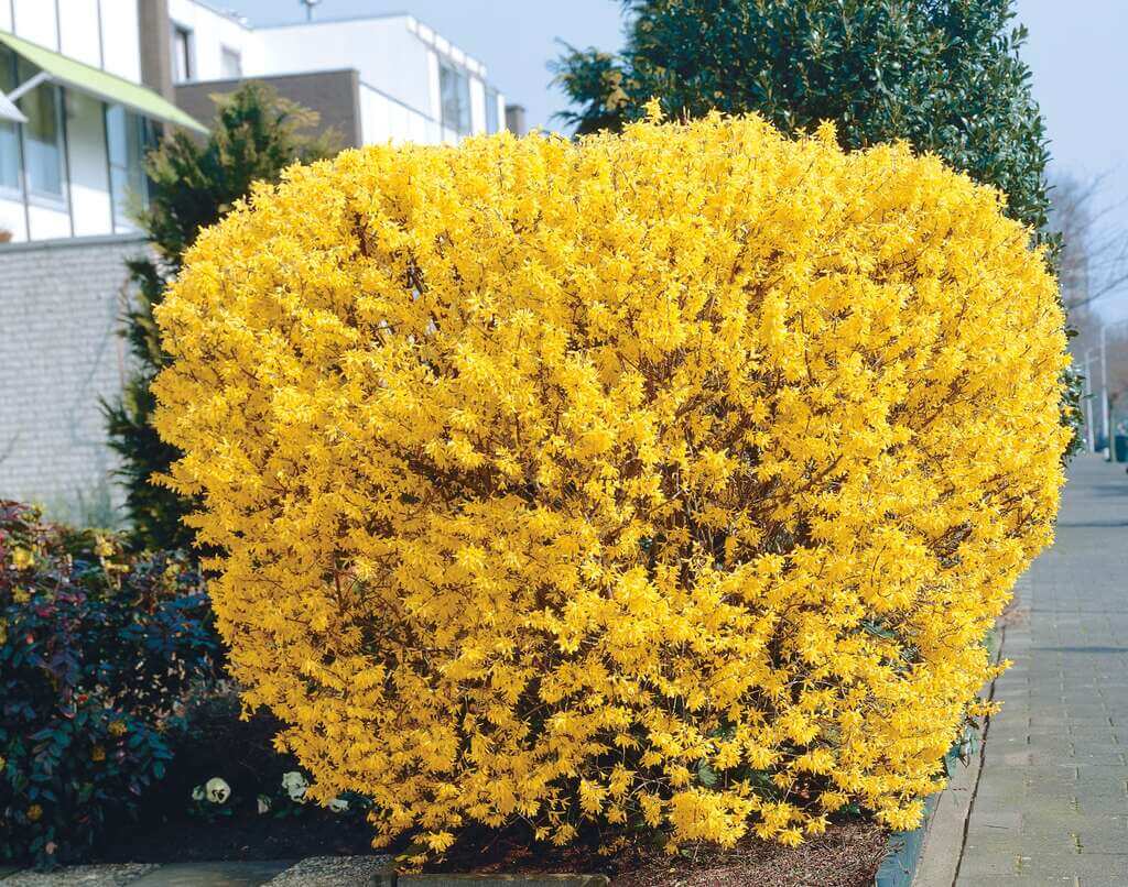 Forsythias bushes for front of house