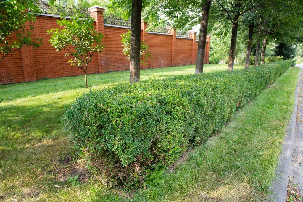 Winter Gem Boxwood shrubs for front of house