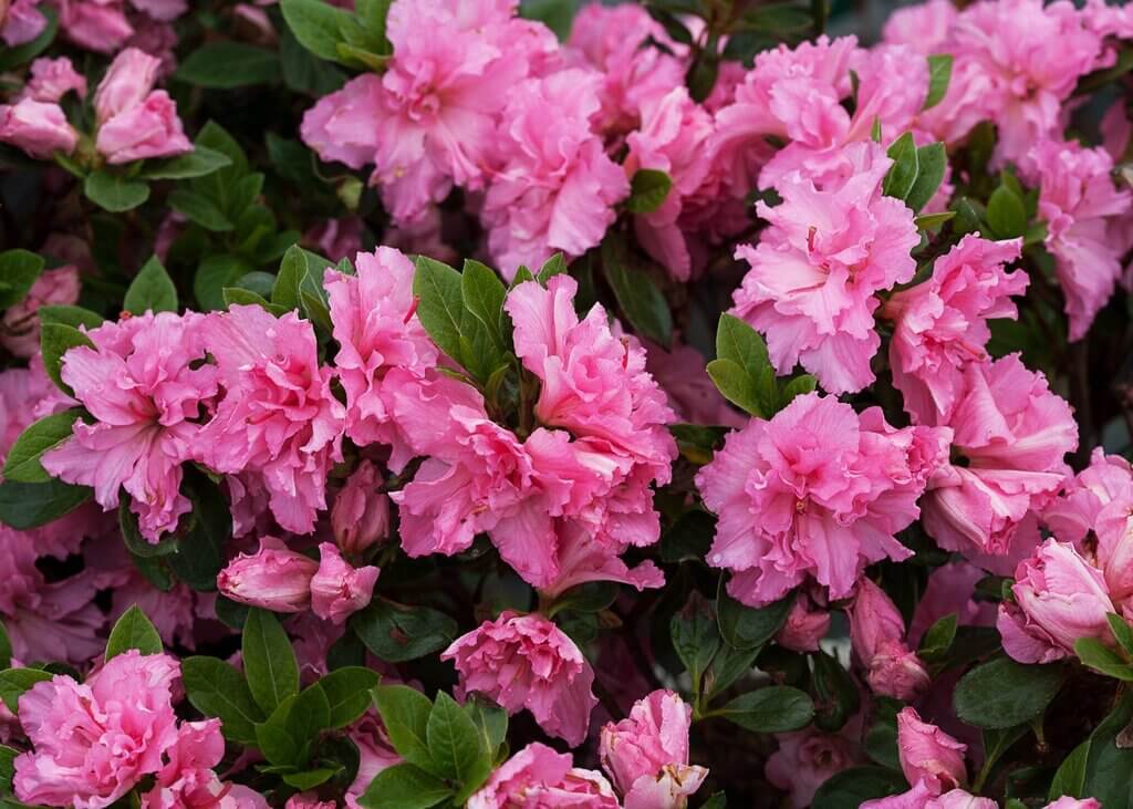 Rhododendron shrubs for front of house