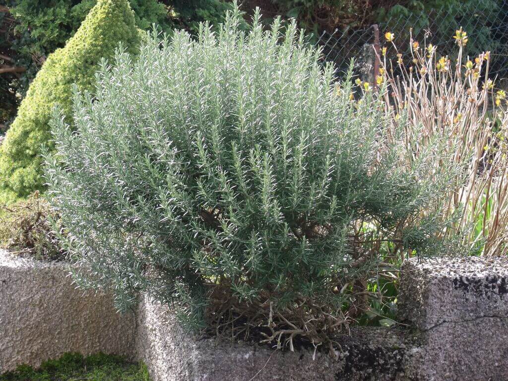 shrubs for front of house