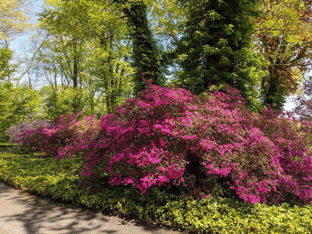 Azalea shrubs for front of house