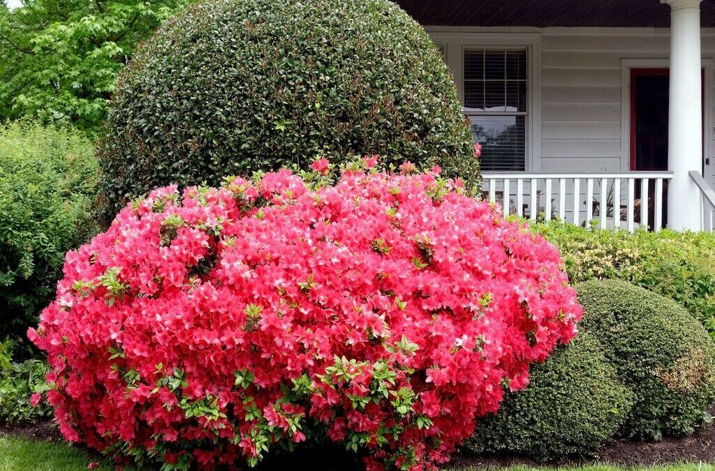 Best Shrubs For Front of House to Boost Your Curb Appeal
