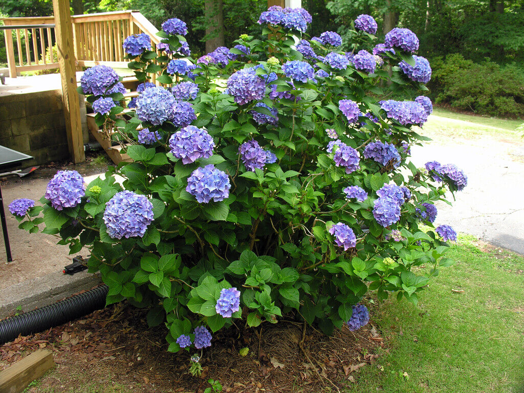 Hydrangea shrubs for front of house