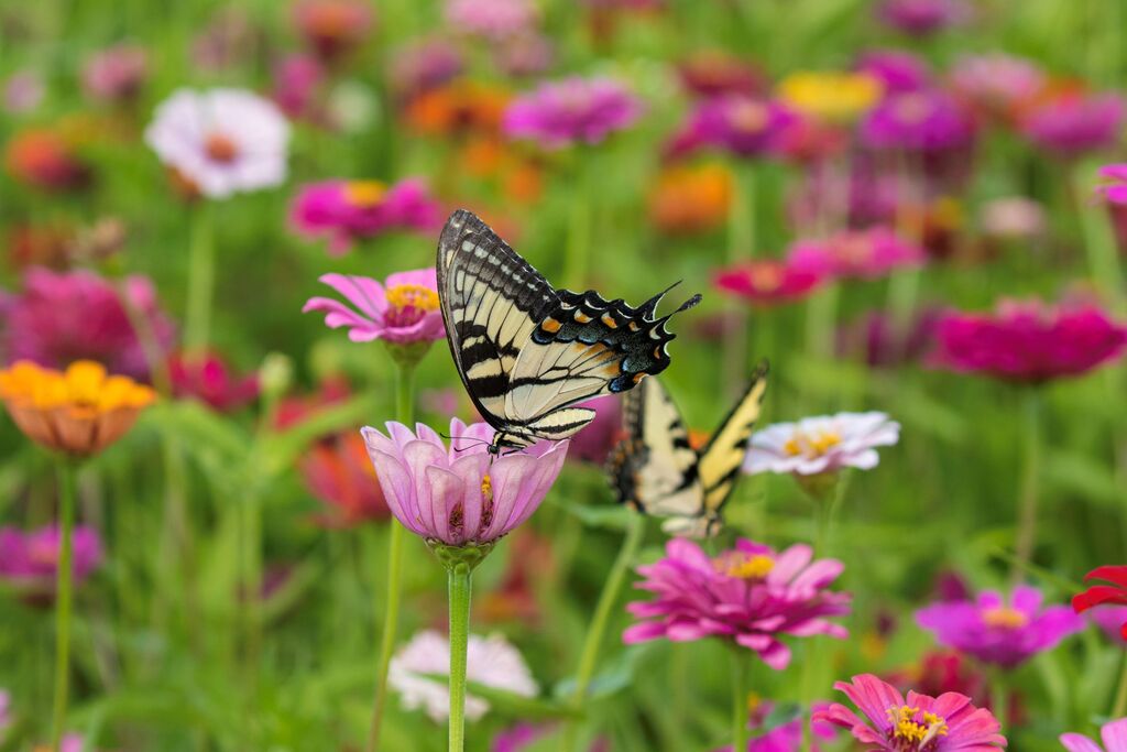 Plants for Pollinators Sustainable Landscaping ideas