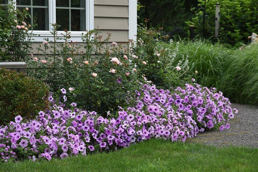 Grow flowers and plants In summer