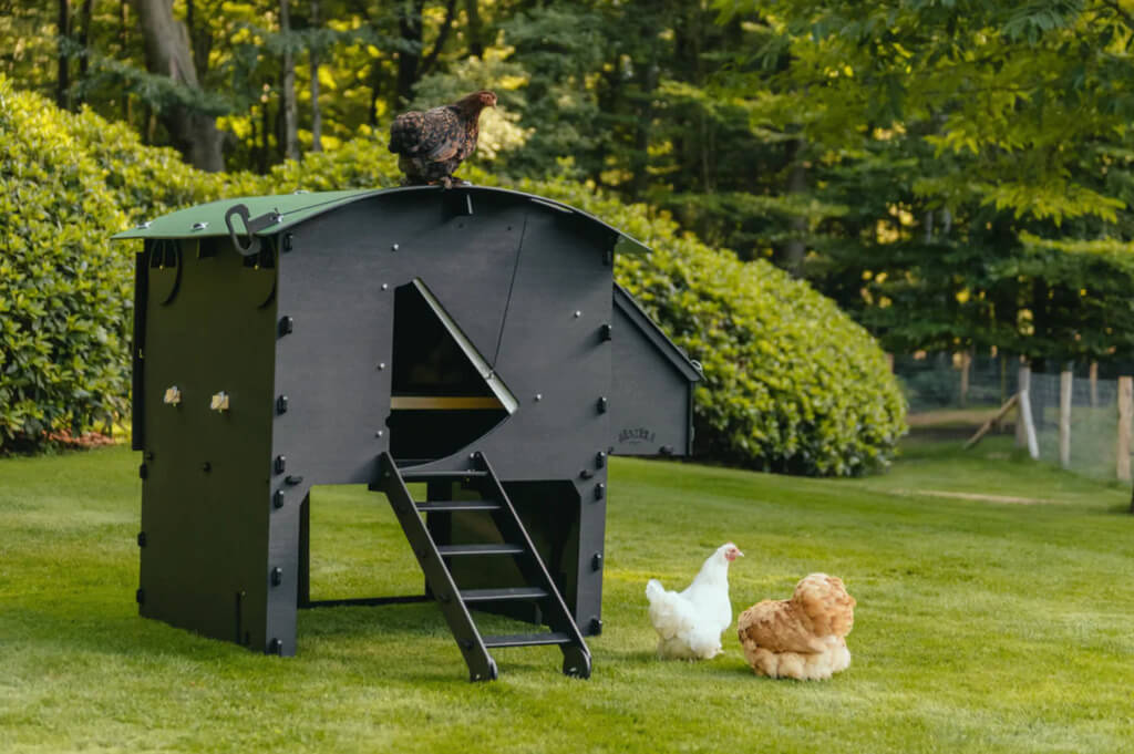 Sustainable and Eco-Friendly Chicken Coop 