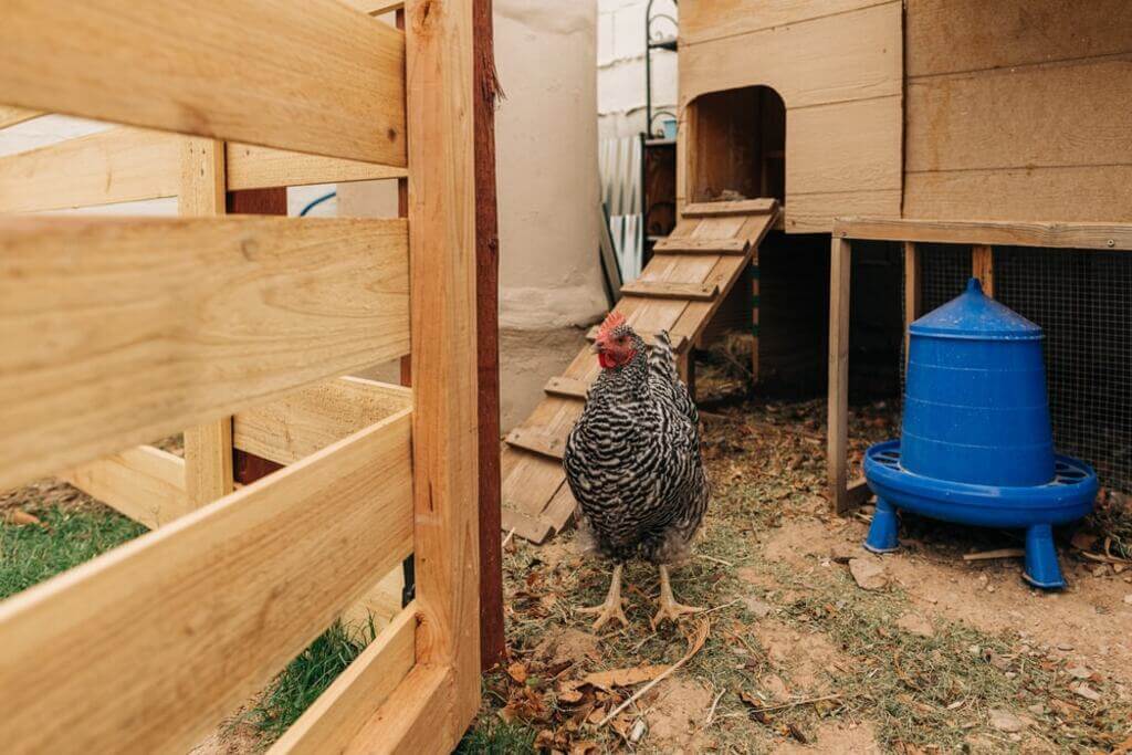 Sustainable Chicken Coop maintenance