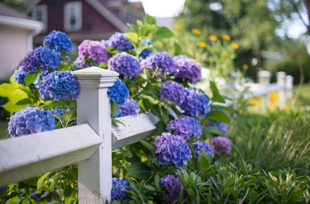Top 4 Ways to Beautifully Place Ornamental Shrubs in the Garden
