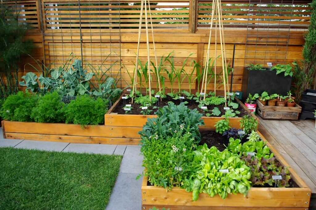 Make a Kitchen Garden