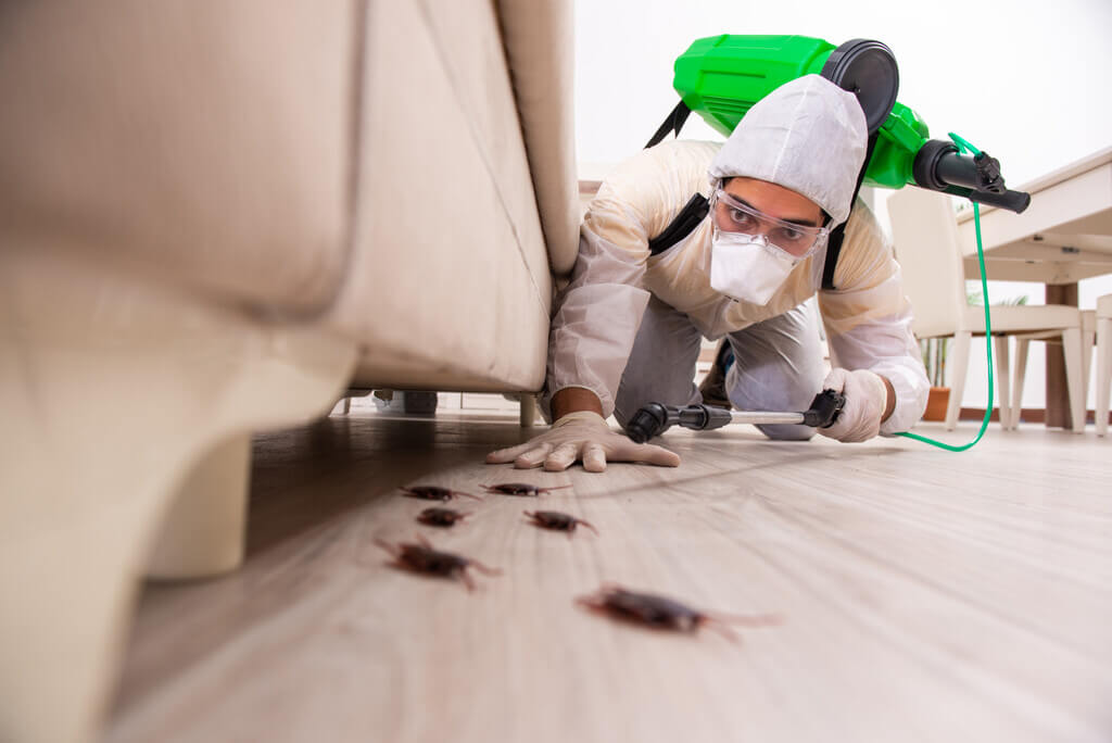 Why Pests Invade Your Home 