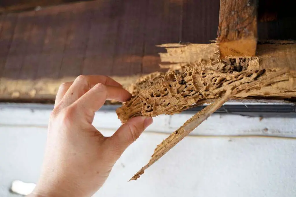 Hollow-Sounding Wood Is Signs of Termite Infestation 