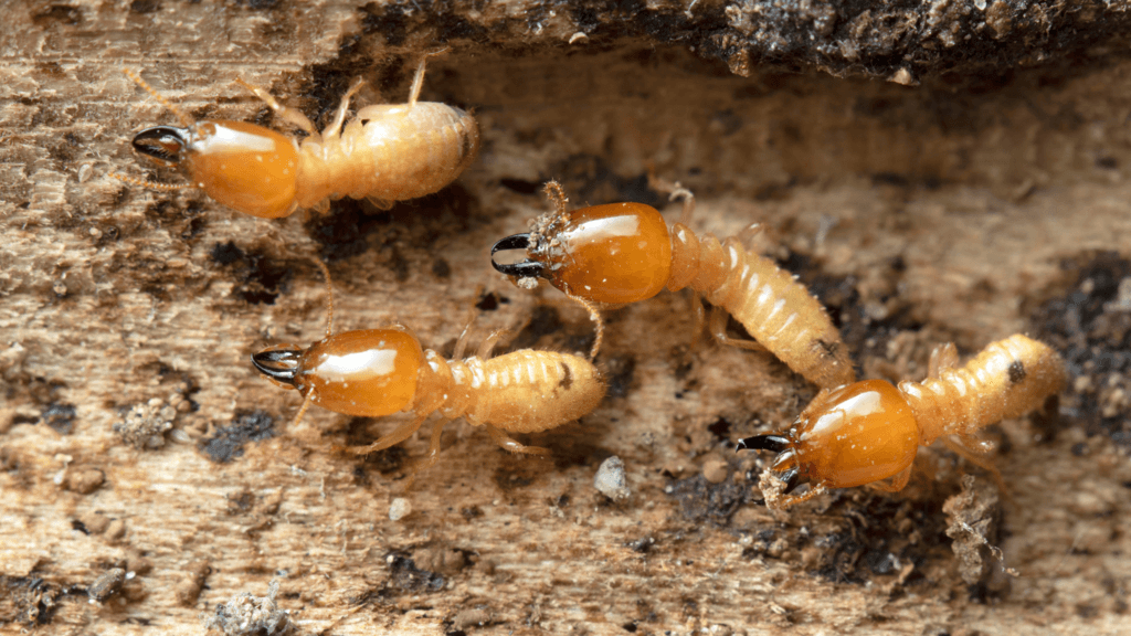 Discarded Wings is Signs of Termite Infestation 