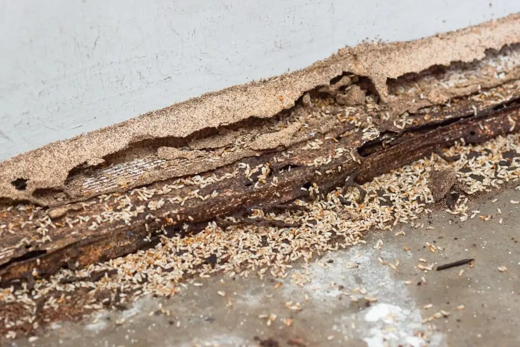 Mud Tubes is Signs of Termite Infestation 