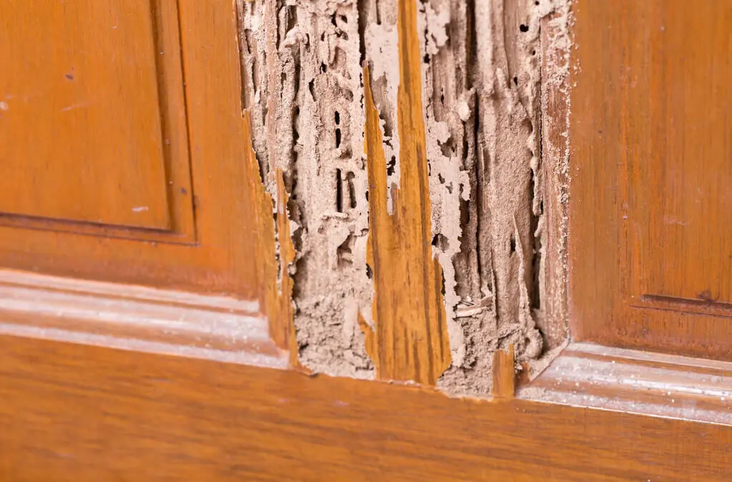 Top 7 Signs of Termite Infestation in Your Home