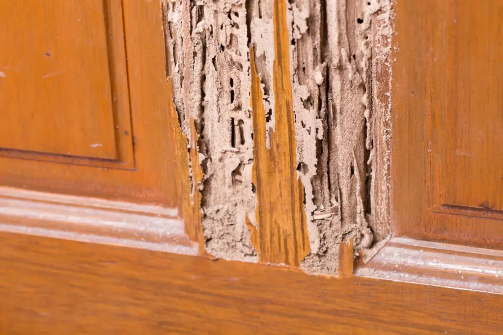 Wood Damage Is Signs of Termite Infestation 