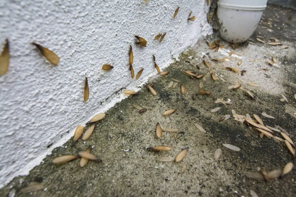 Presence of Swarmers Is Signs of Termite Infestation 