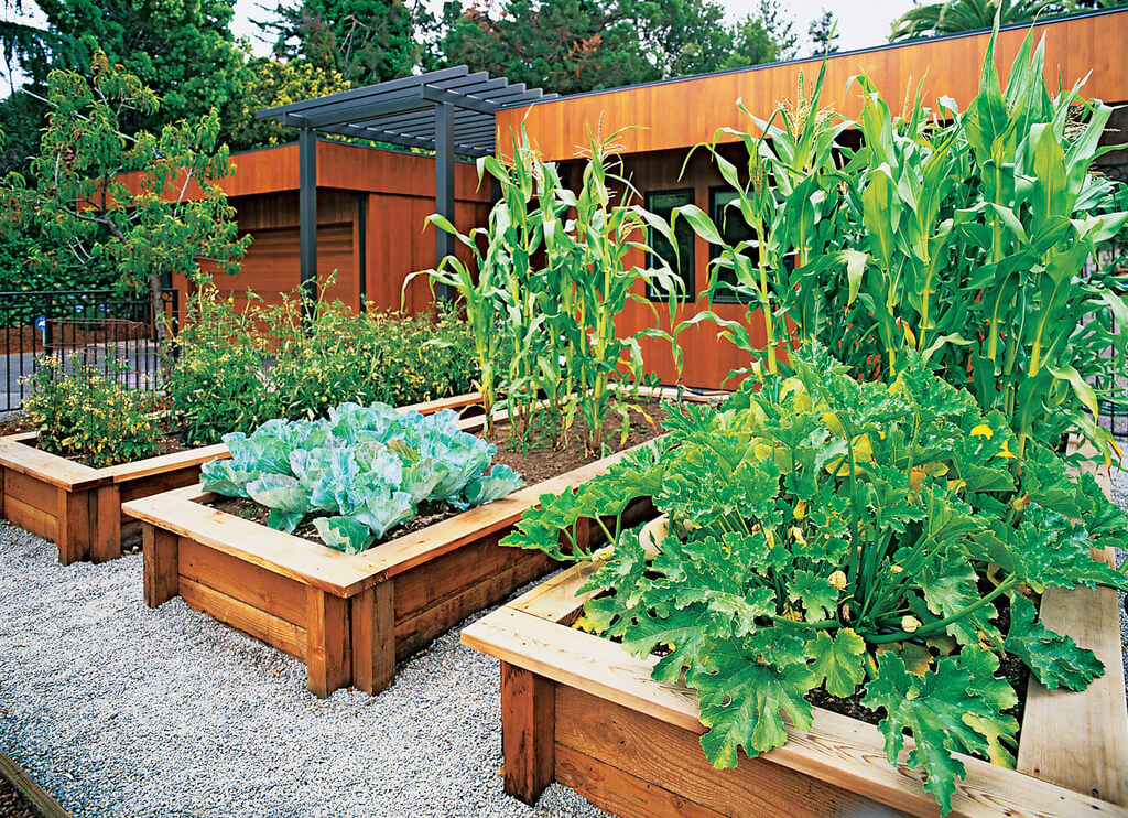 Create Veggie Beds landscaping