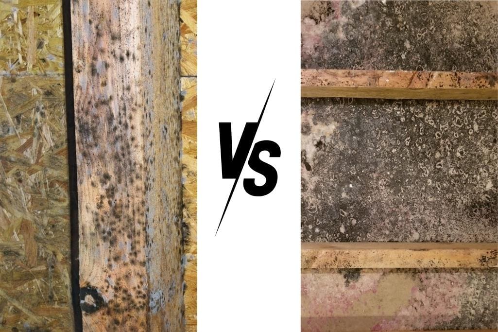 The Difference Between Mildew and Mold