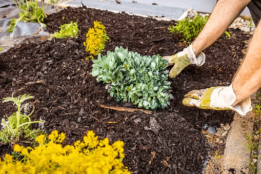 Mulching