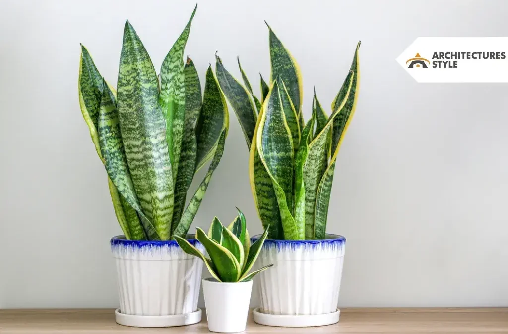 Snake Plant: Care, Types, Grooming, Benefits