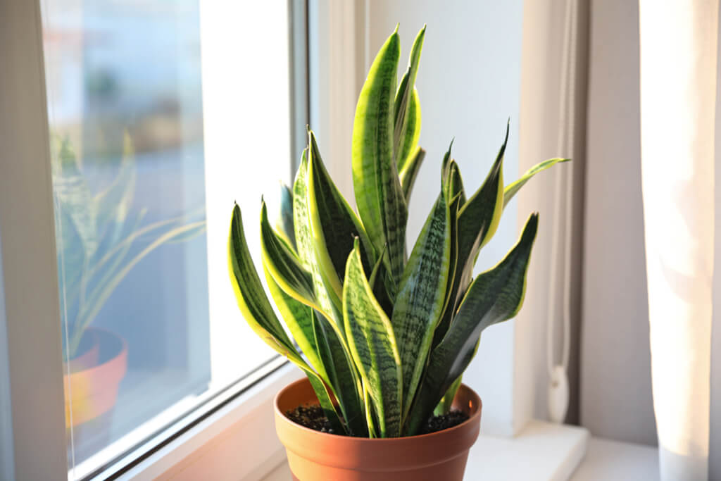 snake plant care