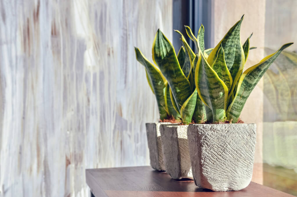 snake plant indoor