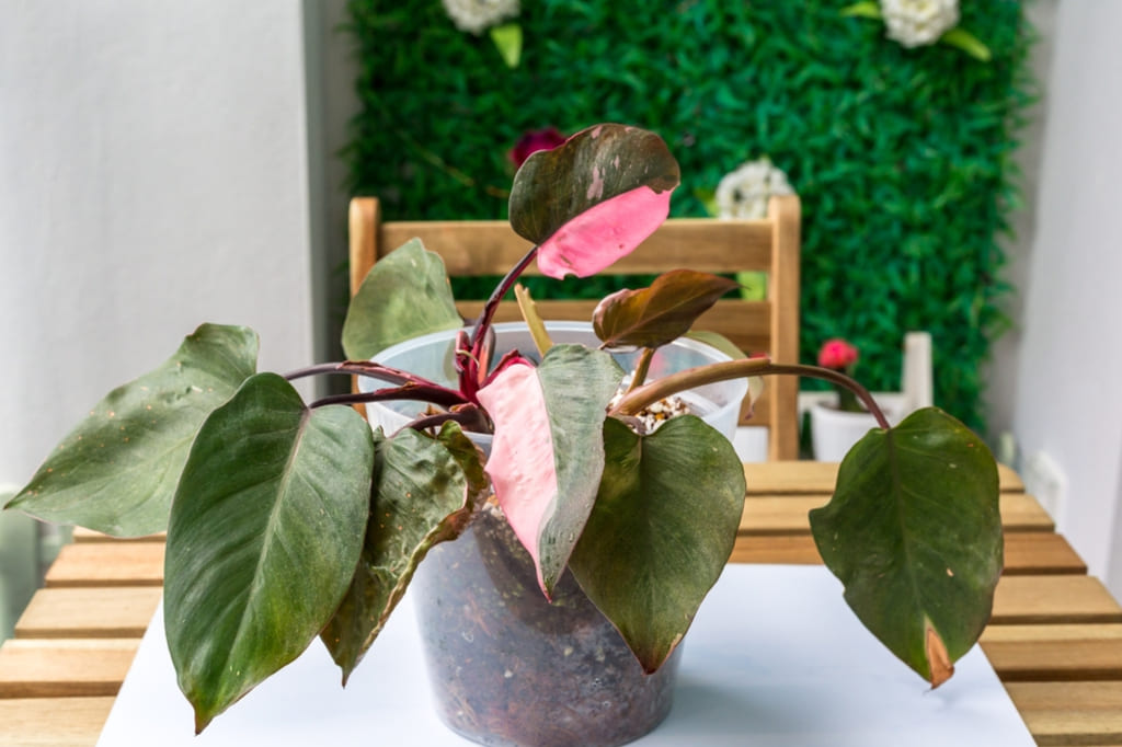 About Pink Princess Philodendron
