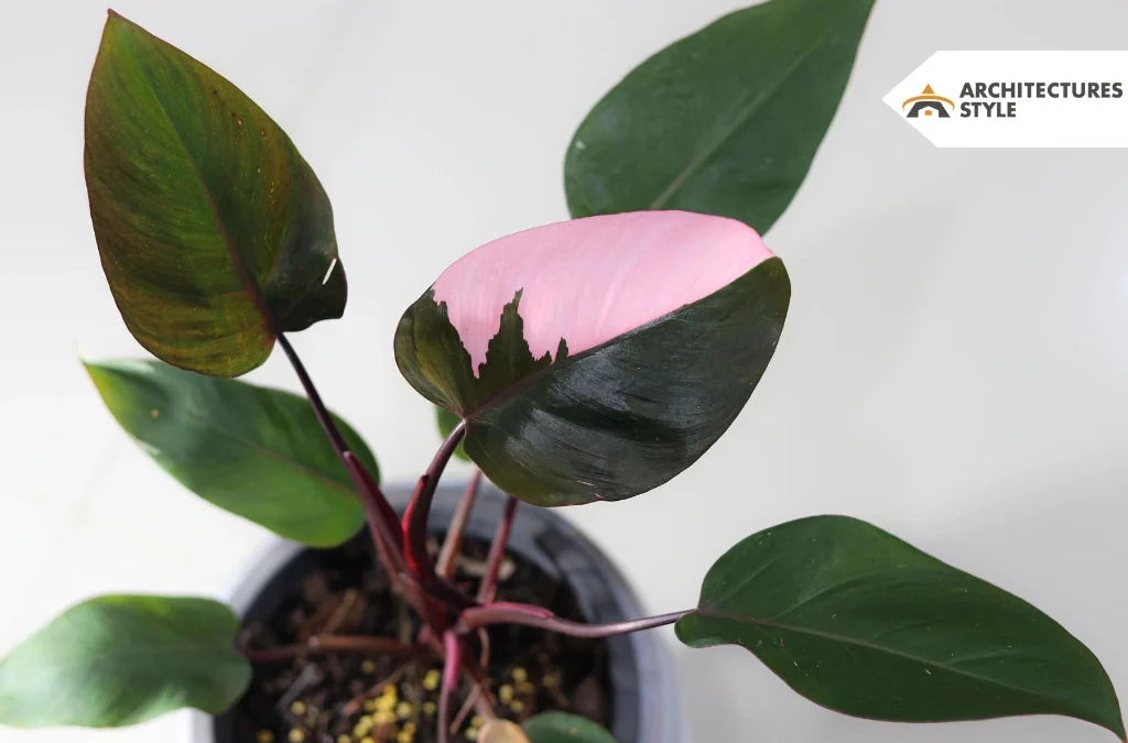 Pink Princess Philodendron: A Complete Growth and Care Guide