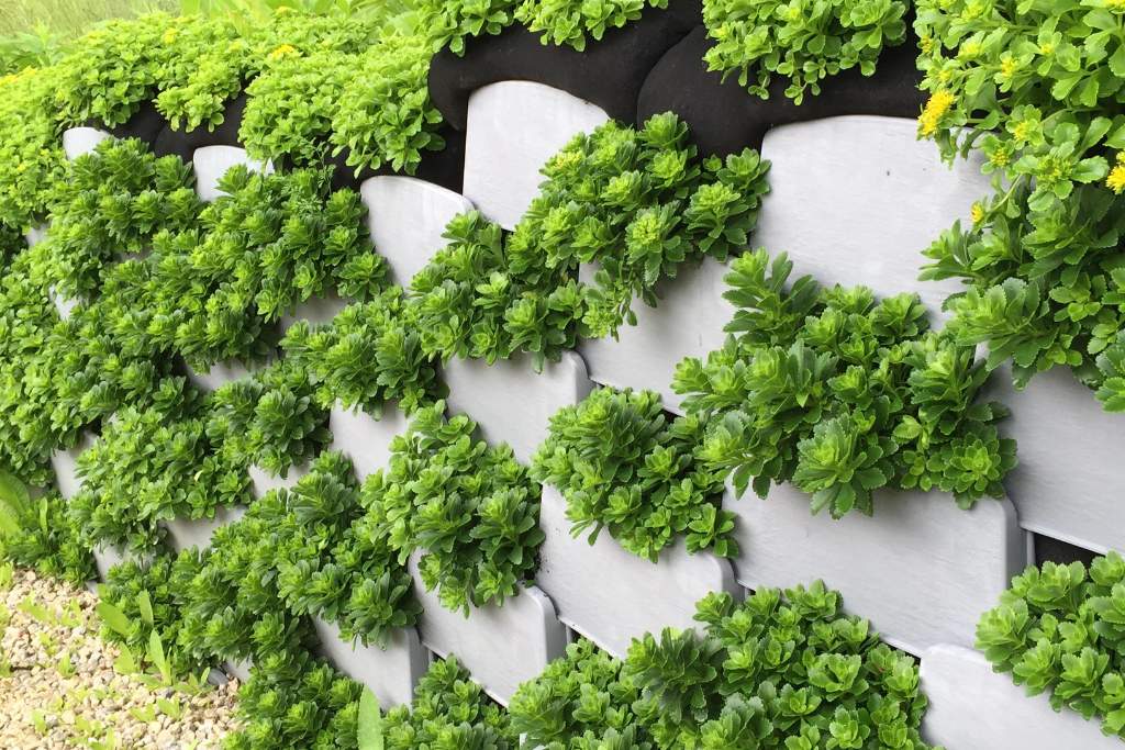 vibrant and living plant wall