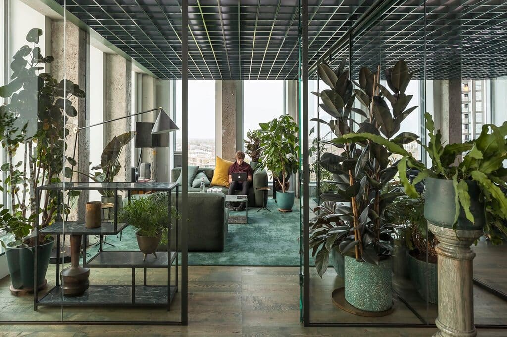 Plants Used as a Room Divider