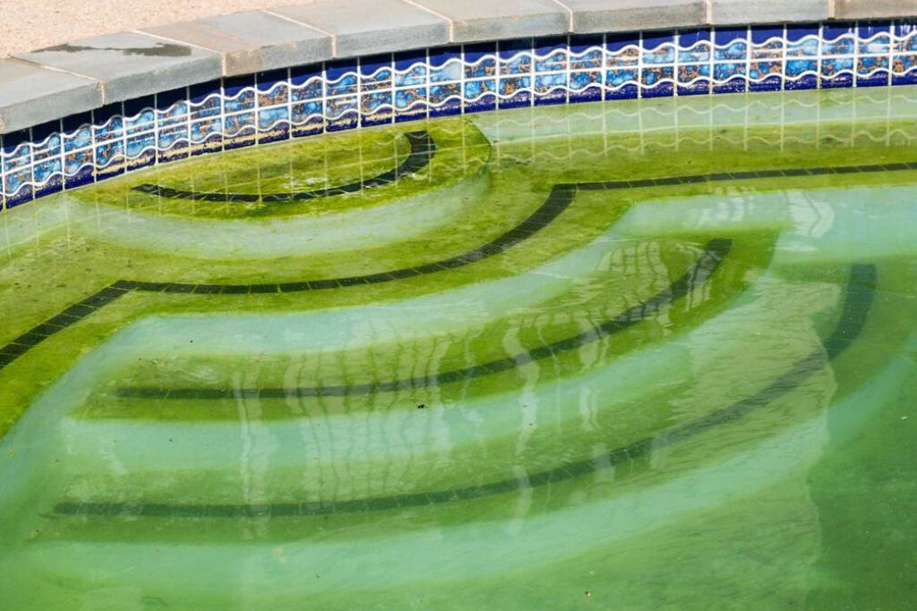 Pool Algae Cleaning